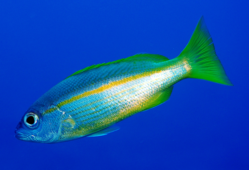 (Lutjanus Bloch, 1790) Род Луцианусы, Луцианы, Лутьяны, Парго, Снэпперы